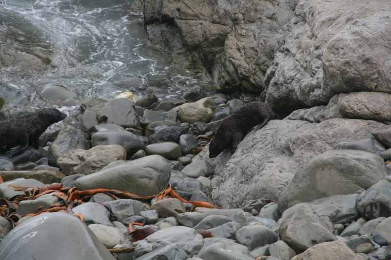 Nieuw-Zeeland 2011 - 1084